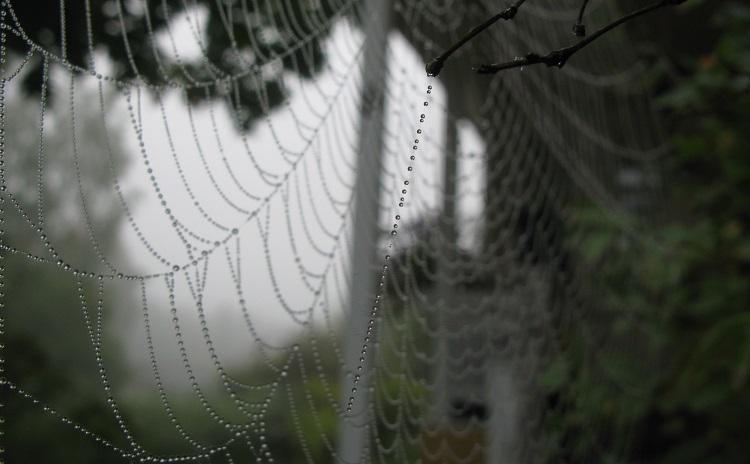Ett spindelnät som avtecknar sig mot en grå himmel.